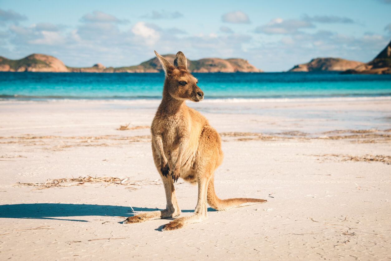 Meteo Australie Previsions Meteo Voyage A 14 Jours En Australie