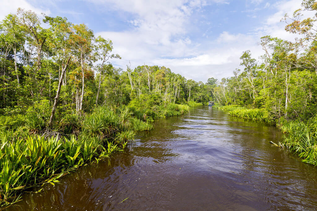 M t o Parc  national de Tanjung  Puting Pr visions m t o 